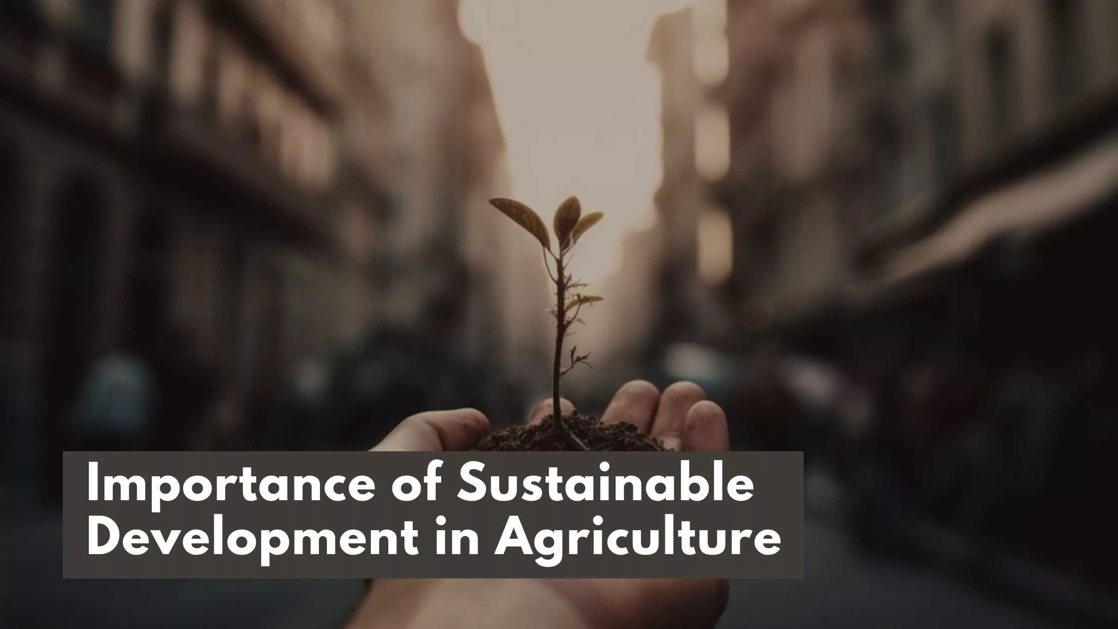 Sustainable Development in Agriculture