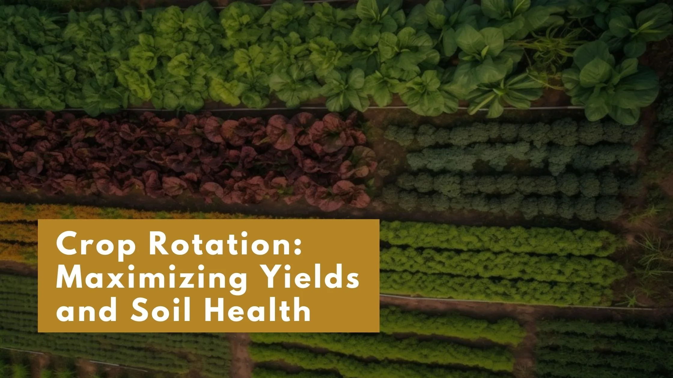 Image shows the crop rotation