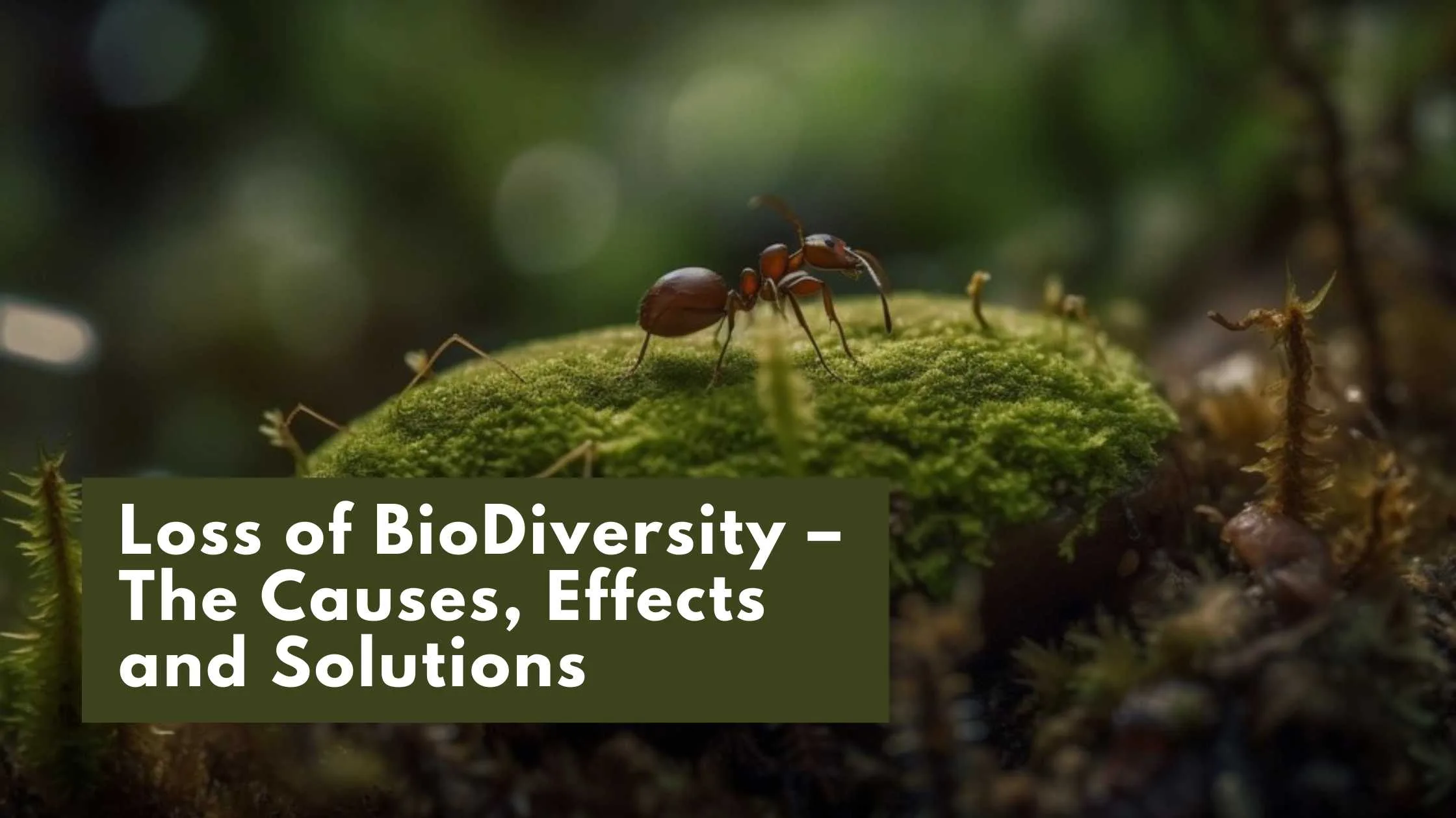 Ant on a piece of cluster of a mud in Biodiversity