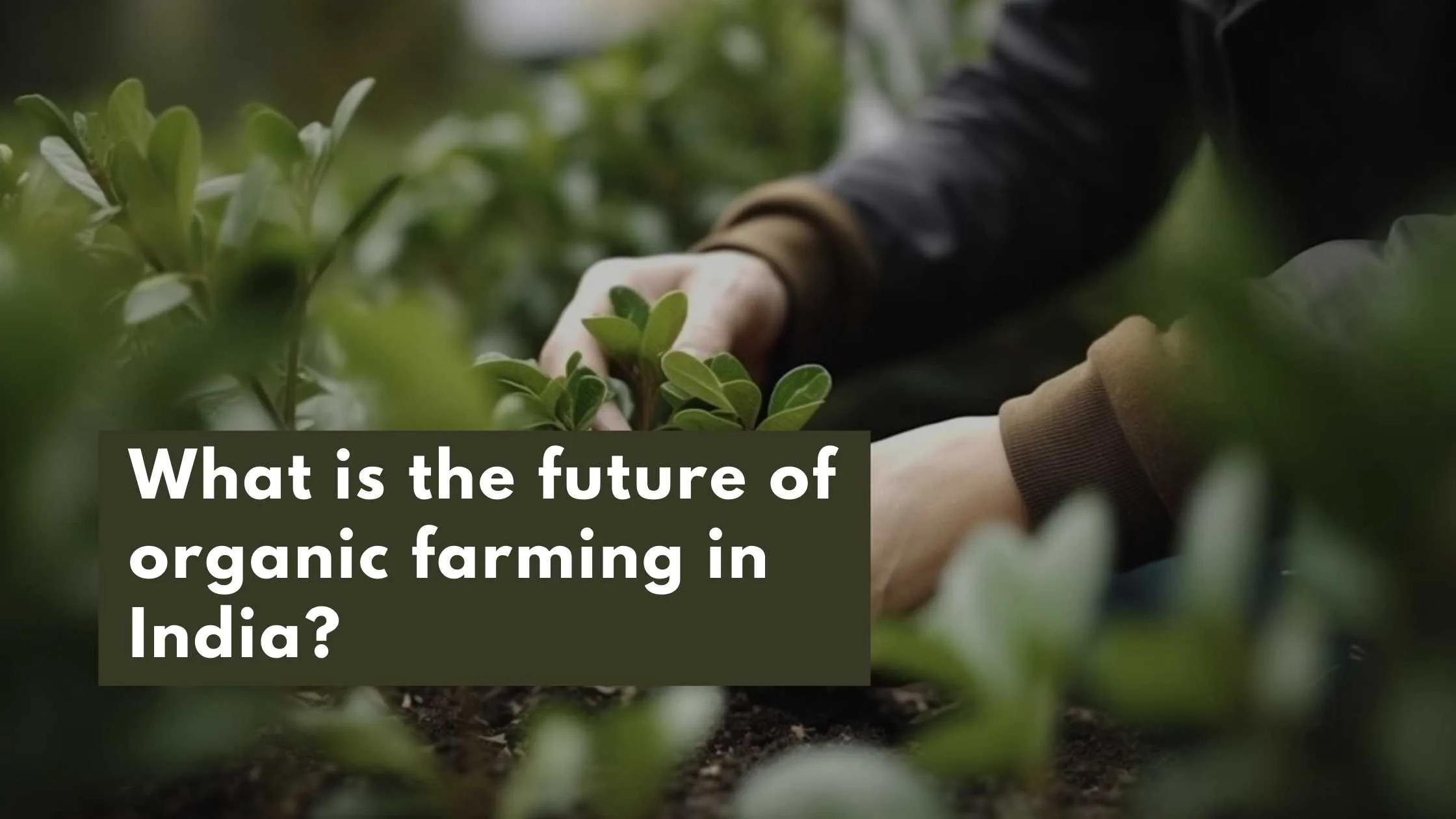 Man uprooting a plant from the ground as a part of future of Organic Farming in India