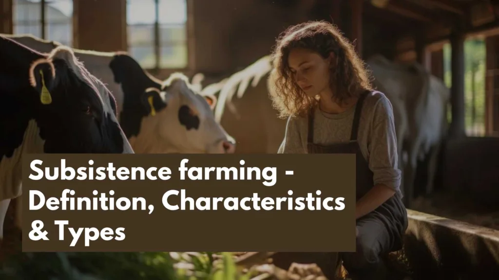 Lady feeding the cow depicting the subsistence farming scene