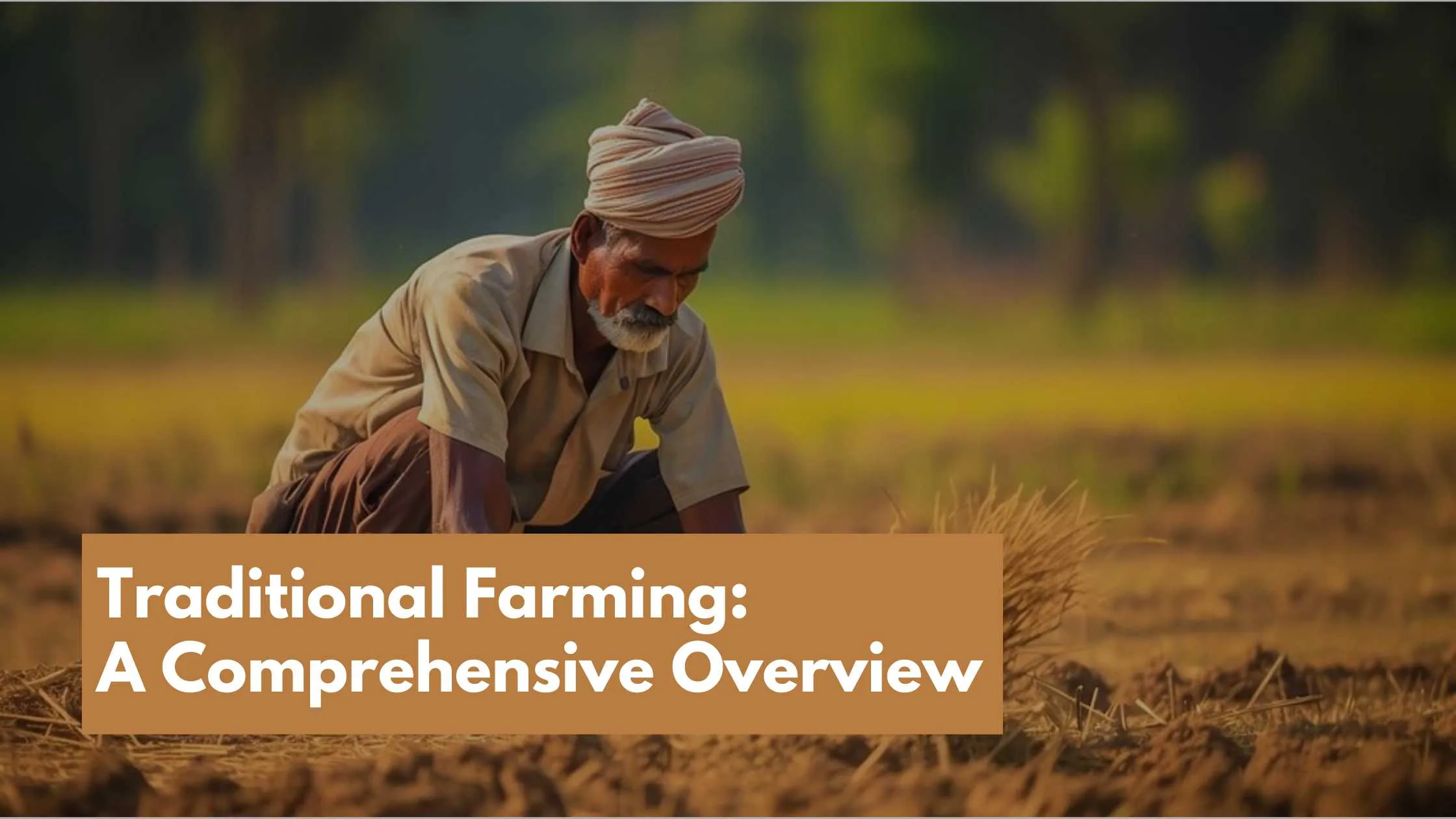 Man reaping the crop in a way of traditional farming