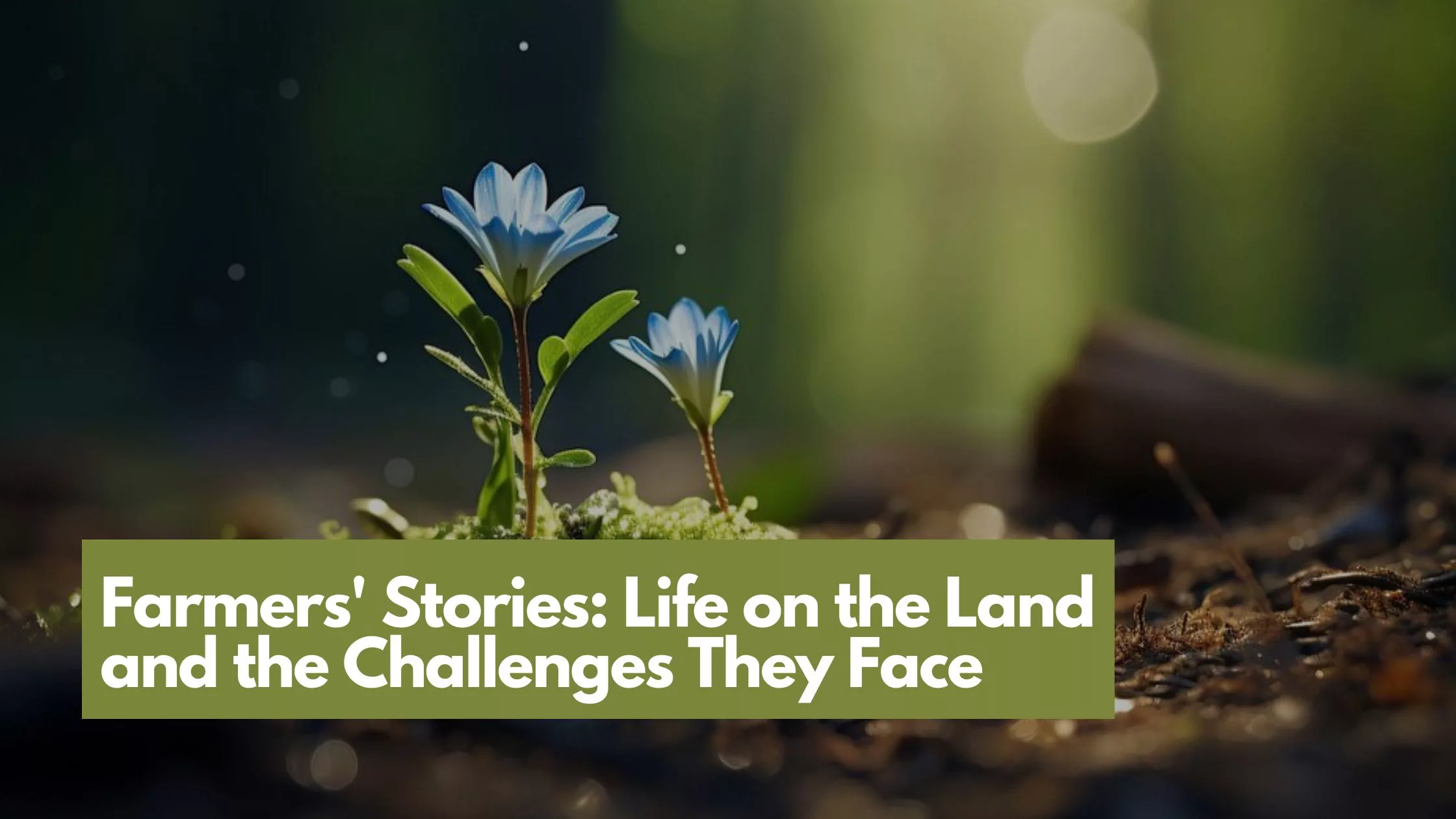 Skip to main contentSkip to toolbar About WordPress India's Biggest Organic Farmer and… 88 updates available 3030 Comments in moderation New Rank Math SEO PA Assets Howdy, Harisharan Devgan Log Out Screen OptionsHelp Add New Post Add title Farmers' Stories: Life on the Land and the Challenges They Face Permalink: https://harisharandevgan.com/farmers-stories-life-on-the-land-and-the-challenges-they-face/ ‎Edit Edit with Elementor Add MediaVisualText Heading 5TOC Word count: 692 Draft saved at 3:46:30 pm. Move upMove downToggle panel: Publish Preview(opens in a new tab) Status: Draft EditEdit status Visibility: Public EditEdit visibility Publish on: Sep 2, 2023 at 04:56 EditEdit date and time SEO: 67 / 100 Move to Trash Move upMove downToggle panel: Content AI Move upMove downToggle panel: Format Move upMove downToggle panel: Categories All Categories Most Used Cannabis Equine Sports OrganicMake Term Primary Pharmaceuticals Solar Sustainability Uncategorized + Add New Category Move upMove downToggle panel: Post Attributes Move upMove downToggle panel: Tags Add New Tag Separate tags with commas Choose from the most used tags Move upMove downToggle panel: Featured image Set featured image Move upMove downToggle panel: LiteSpeed Options Move upMove downToggle panel: Astra Settings Move upMove downToggle panel: Link Suggestions We can't show any link suggestions for this post. Try selecting categories and tags for this post, and mark other posts as Pillar Content to make them show up here. Move upMove downToggle panel: Rank Math SEO General Advanced Schema Social https://harisharandevgan.com/farmers-stories-life-on-the-land-and-the-ch... Farmers' Stories: Life on the Land and the Challenges... Life on the Land: Experience the raw beauty and harsh realities through farmers' stories. Discover the challenges they navigate daily. Edit Snippet Focus KeywordInsert keywords you want to rank for. Try to attain 100/100 points for better chances of ranking. ​ 67 / 100 Warning notice Want more? Upgrade today to the PRO version. This post is Pillar Content Basic SEO All Good Hurray! You're using Focus Keyword in the SEO Title. Focus Keyword used inside SEO Meta Description. Focus Keyword used in the URL. Focus Keyword appears in the first 10% of the content. Focus Keyword found in the content. Content is 692 words long. Good job! Additional 5 Errors Title Readability 2 Errors Content Readability 1 Errors Move upMove downToggle panel: Link Whisper Suggested Links Thank you for using Rank MathVersion 6.4.3 NotificationsWant more? Upgrade today to the PRO version. Close dialog Featured image Upload filesMedia Library Filter mediaFilter by type Images Filter by date All dates Smush: All images Search Media list Showing 81 of 304 media items Load more ATTACHMENT DETAILS Farmers-Stories-Life-on-the-Land-and-the-Challenges-They-Face-jpg.webp February 13, 2024 73 KB 2240 by 1260 pixels Original image: Farmers-Stories-Life-on-the-Land-and-the-Challenges-They-Face.jpg Edit Image Delete permanently Alt Text Learn how to describe the purpose of the image(opens in a new tab). Leave empty if the image is purely decorative.Title Farmers' Stories Life on the Land and the Challenges They Face Caption Description File URL: https://harisharandevgan.com/wp-content/uploads/2024/02/Farmers-Stories-Life-on-the-Land-and-the-Challenges-They-Face-jpg.webp Copy URL to clipboard Smush [thumbnail] Invalid file format. Only PNG, JPEG, and GIF files are supported. Smush | Ignore Required fields are marked * Exclude this attachment from sitemap Selected media actionsSet featured image