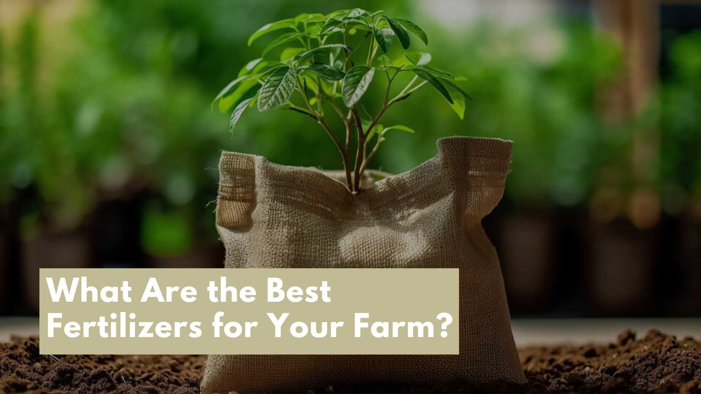 Fertilizers for Your Farm