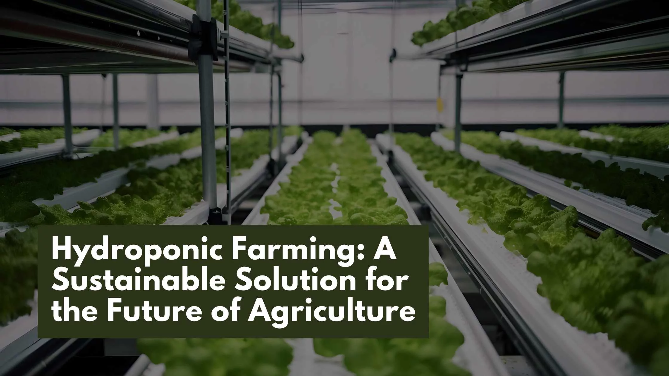 Hydroponic Farming