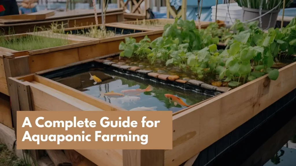 Aquaponic Farming in India