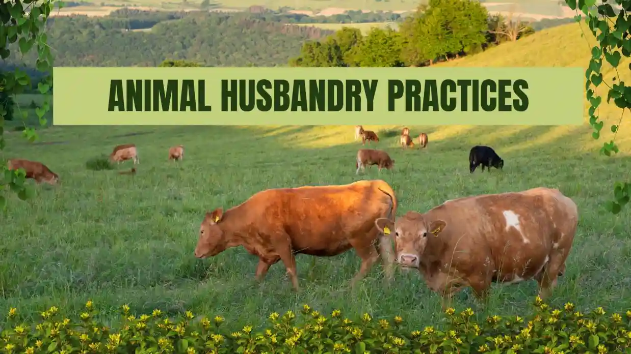 How Good Animal Husbandry Practices Benefit Farmers