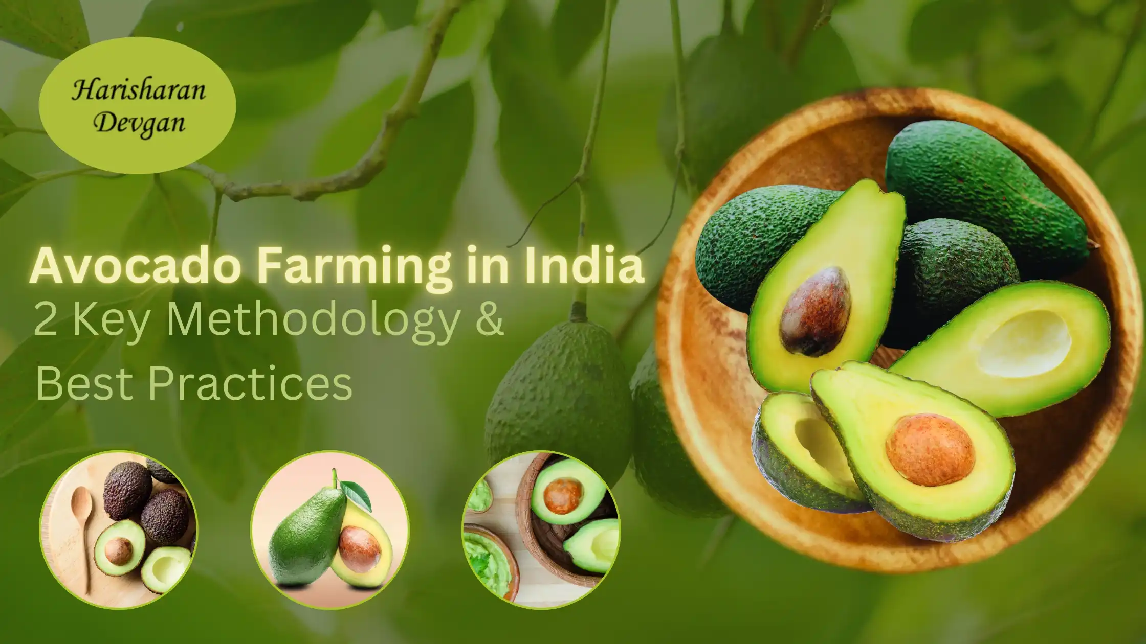 Avocado Farming in India