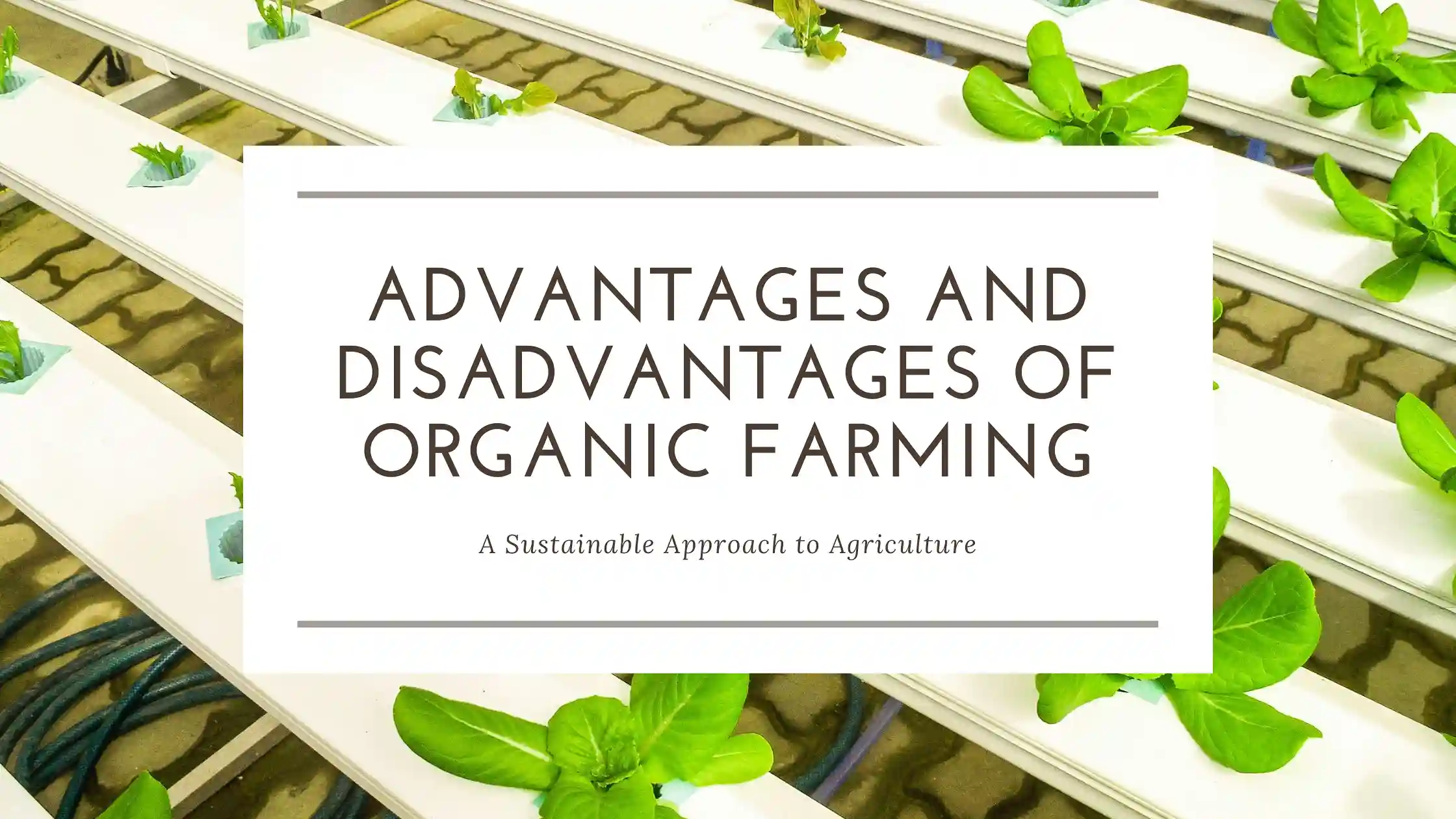 Advantages And Disadvantages Of Organic Farming