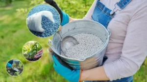 Calcium Nitrate Fertilizer Is Used