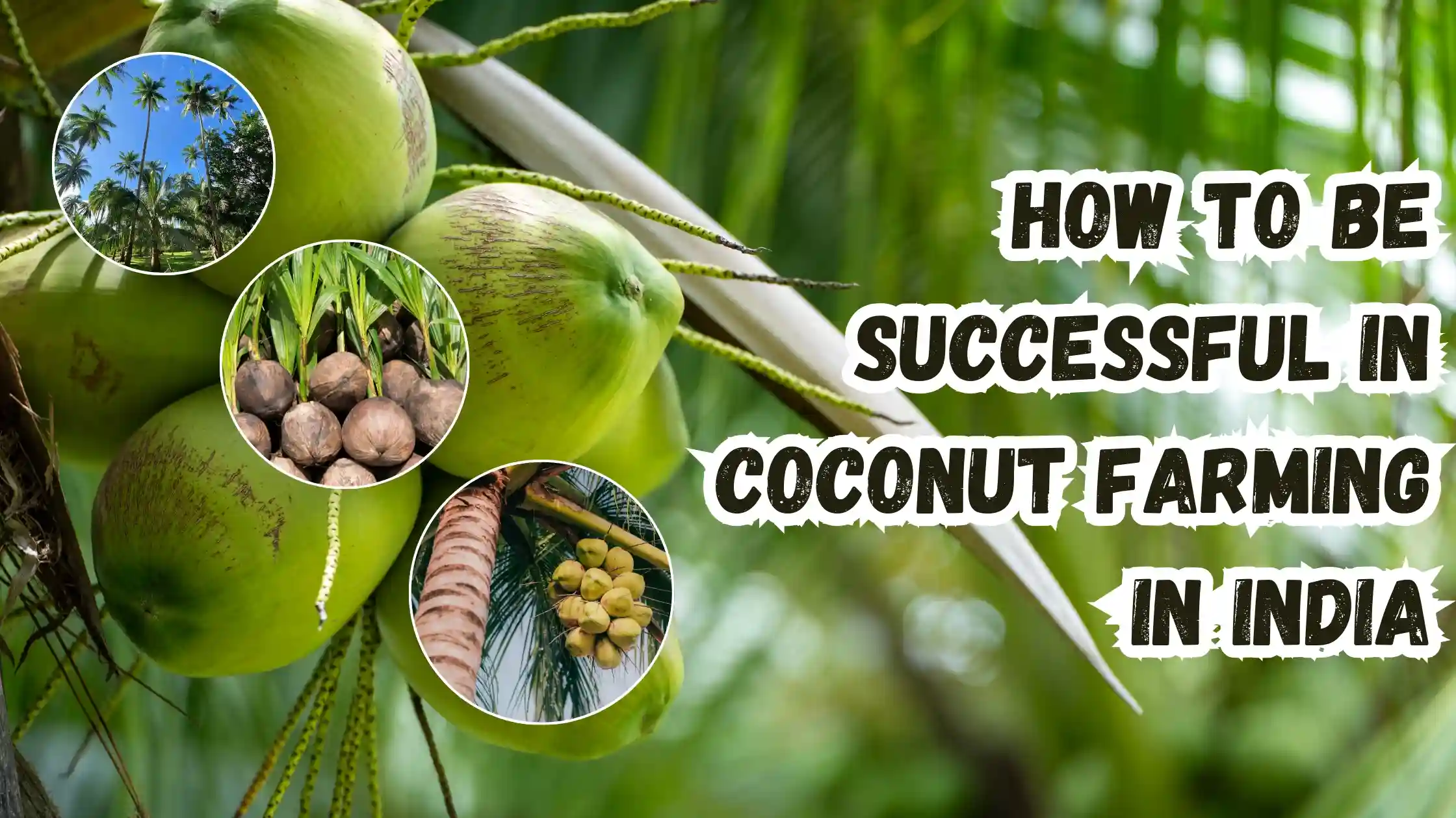 coconut farming in india