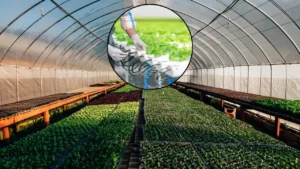 hydroponic farming in india