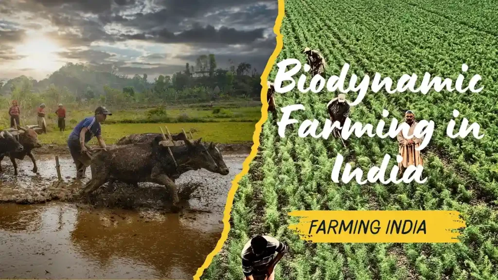 Biodynamic Farming in India