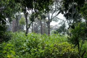 breathtaking view green tropical jungle with beautiful plants trees samburu kenya 181624 7899
