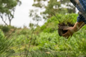 benefits of agroforestry