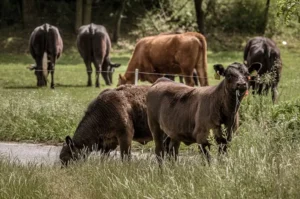 what is cattle farming