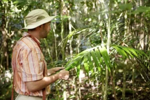 sugarcane farming tips