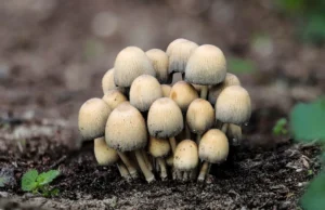 coprinellus micaceus shiny cap mica cap 181624 16061