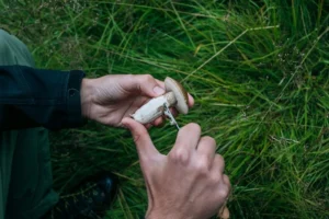 mushroom farming