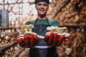 mushroom farming