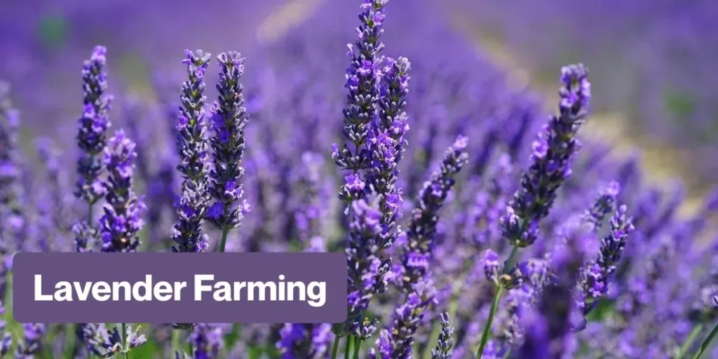 Lavender Farming