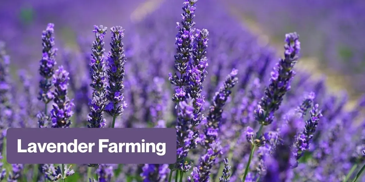 Lavender Farming