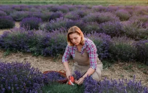 how to start a lavender farm