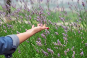 how to start a lavender farm