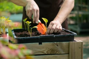 compost in organic farming