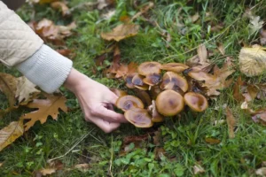 What Is Mushroom Farming