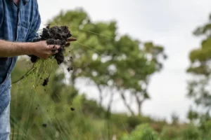 Benefits of Agroforestry in Agriculture