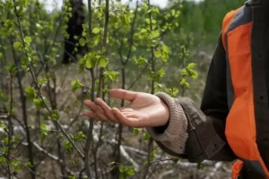 Benefits of Agroforestry in Agriculture