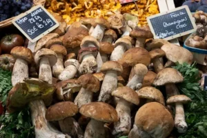 What Is Mushroom Farming