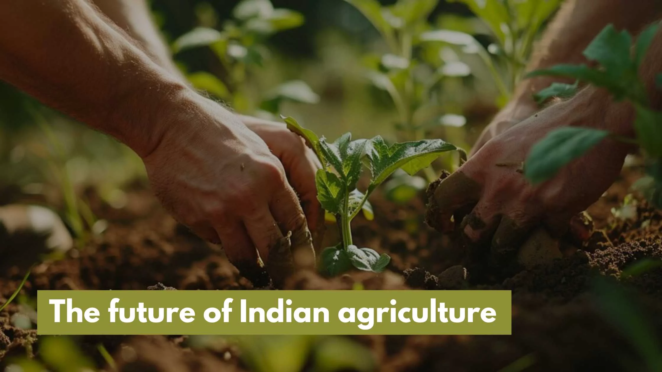 future of Indian agriculture