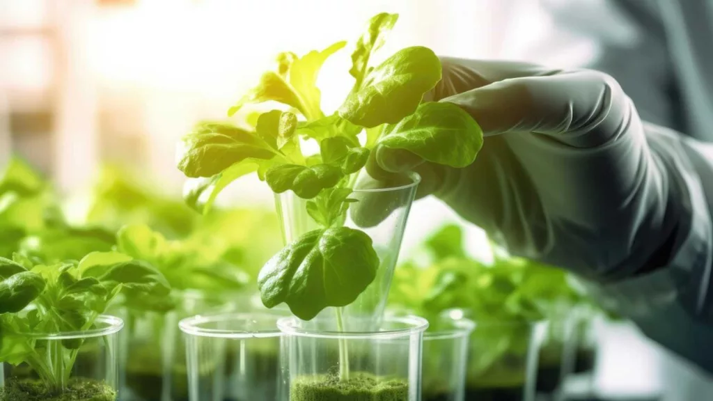 Biotechnology in Agriculture 