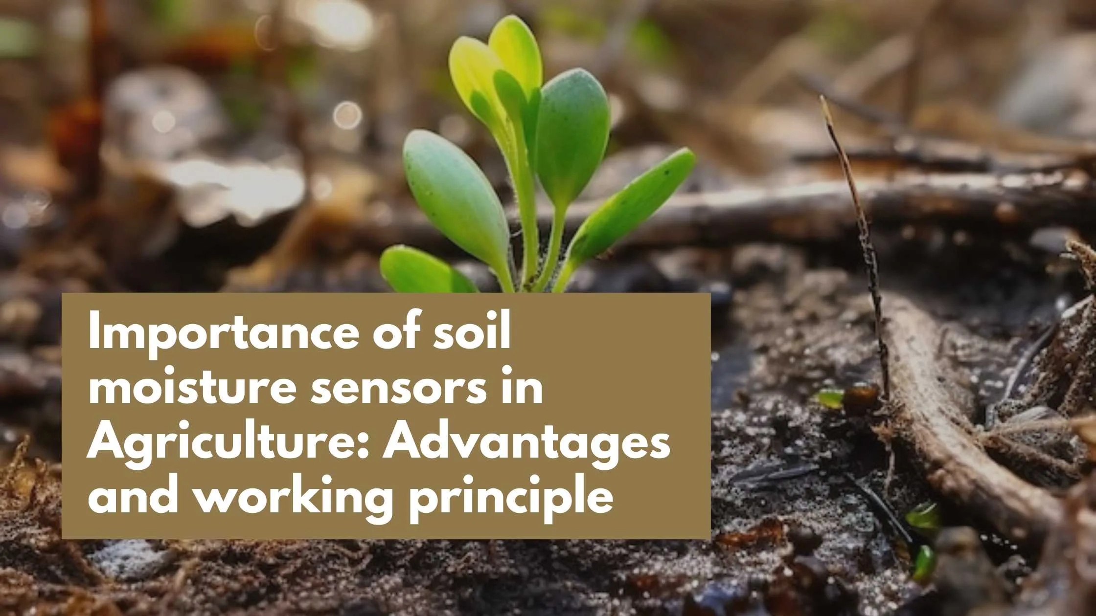 Sapling planted in soil for soil moisture sensor closer view