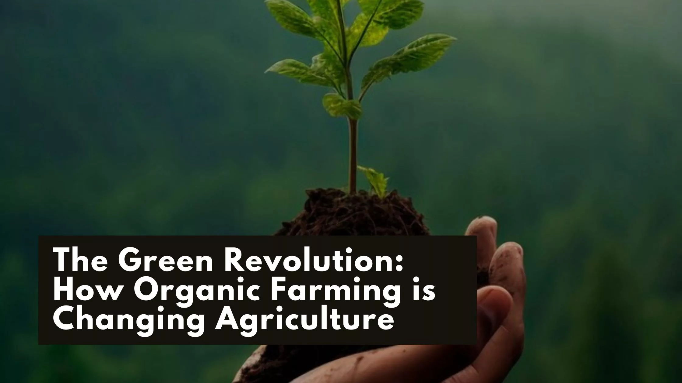 The Green Revolution How Organic Farming is Changing Agriculture