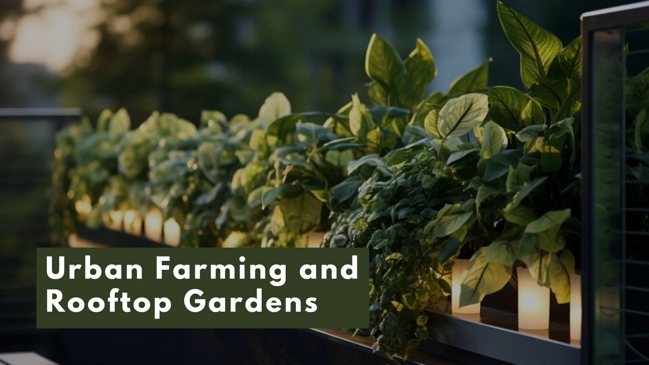 Urban Farming and Rooftop Gardens