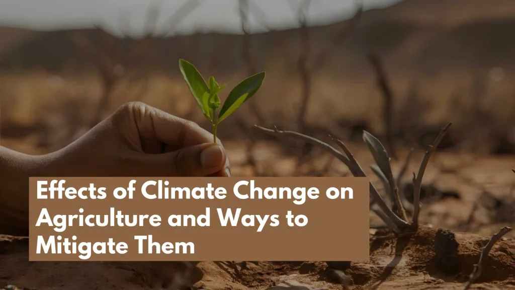 Effects of Climate Change on Agriculture and Ways to Mitigate Them