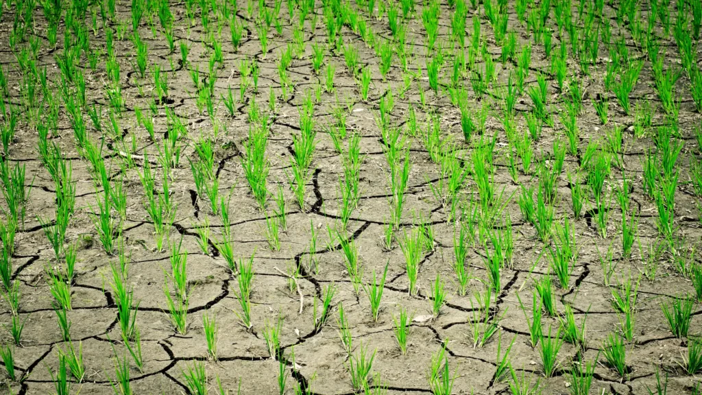 Dry Land Farming: A Guide to Resilience and Sustainability