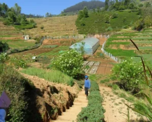 best organic farms in India