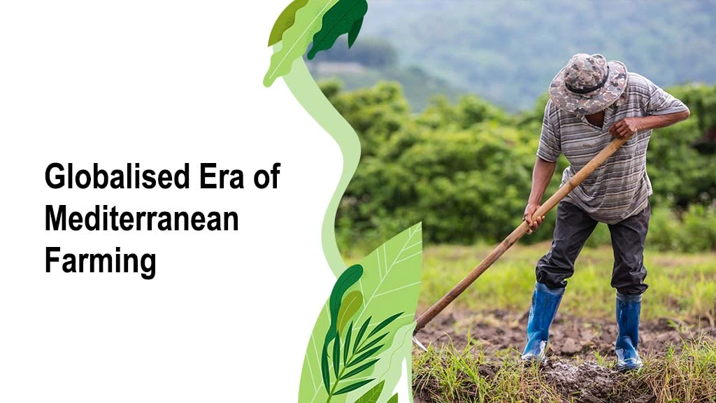 MEDITERRANEAN FARMING
