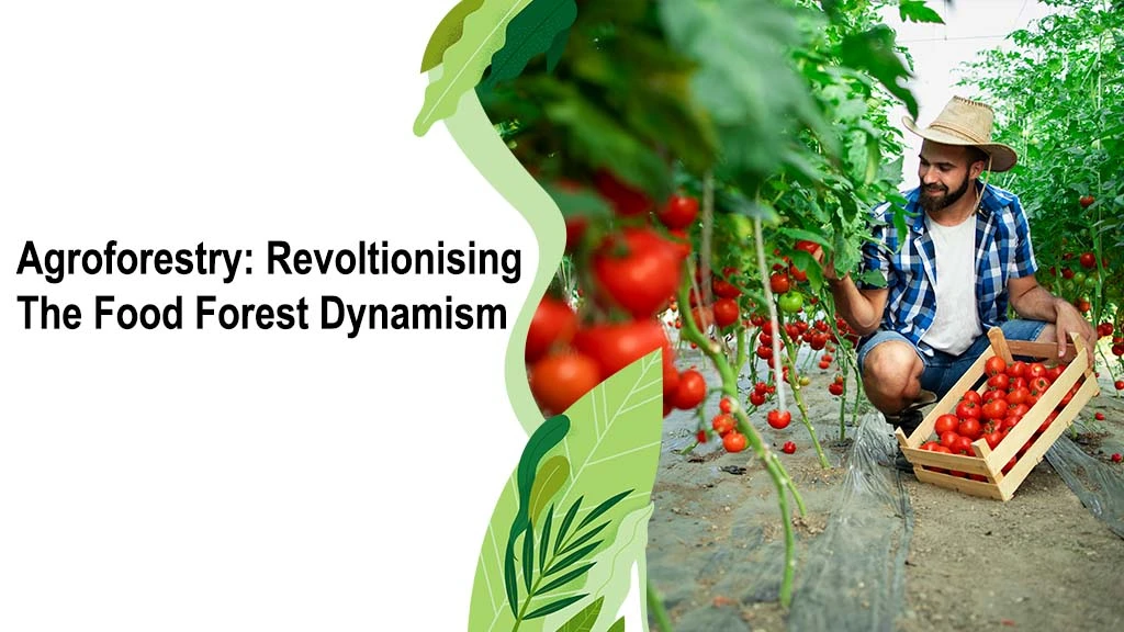 AGROFORESTRY