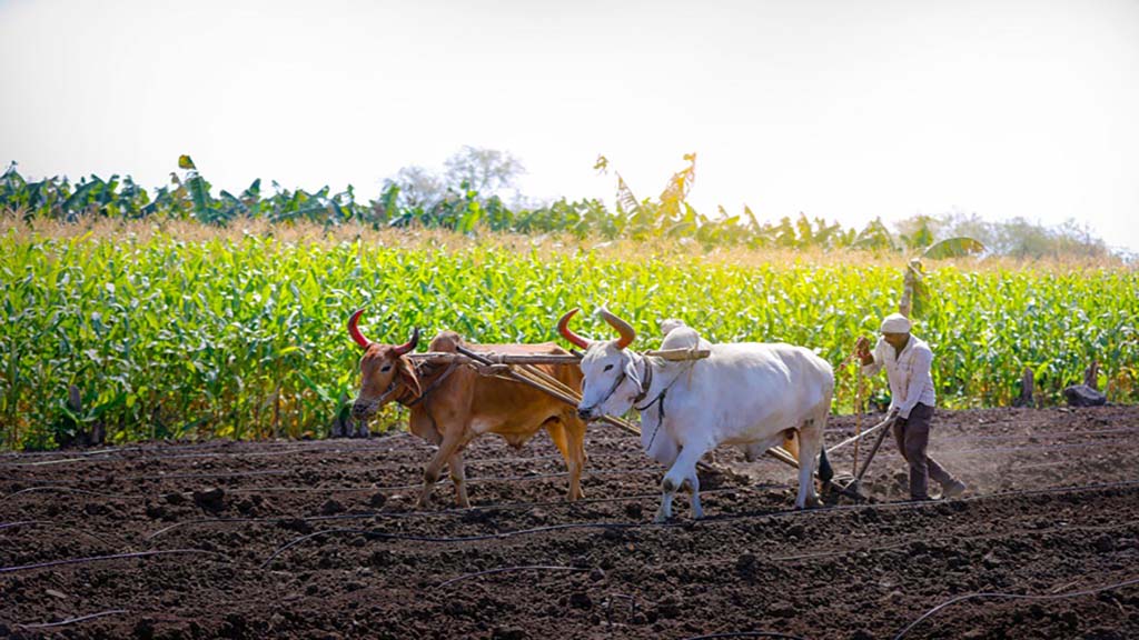 future of Organic Farming