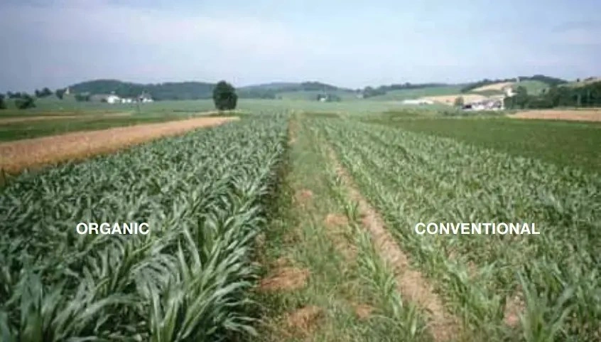 Organic vs Conventional Farming 