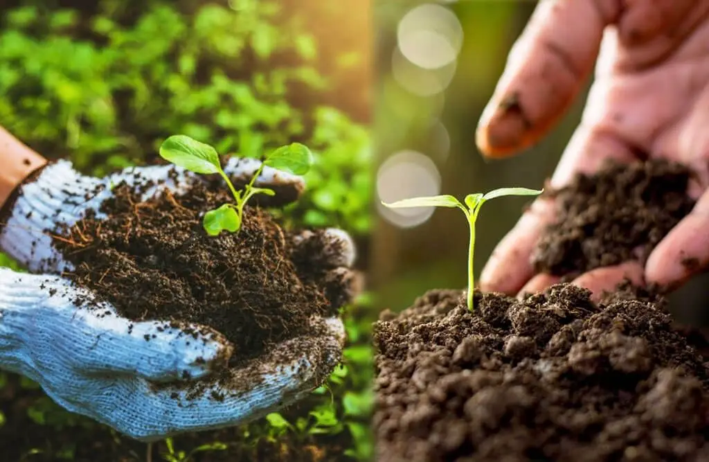 organic farming in india