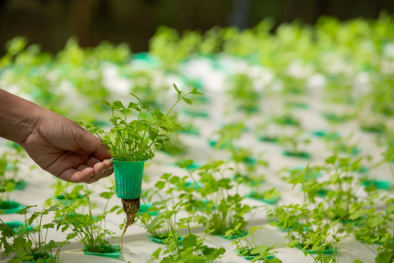  Organic farming